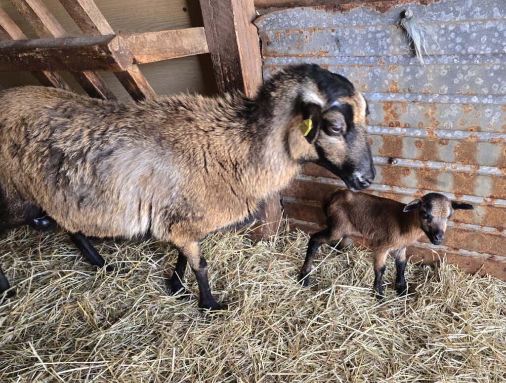 jüngster Spross im Haustierpark-Kindergarten ist "Annegret", hier mit Mama "Astrid"