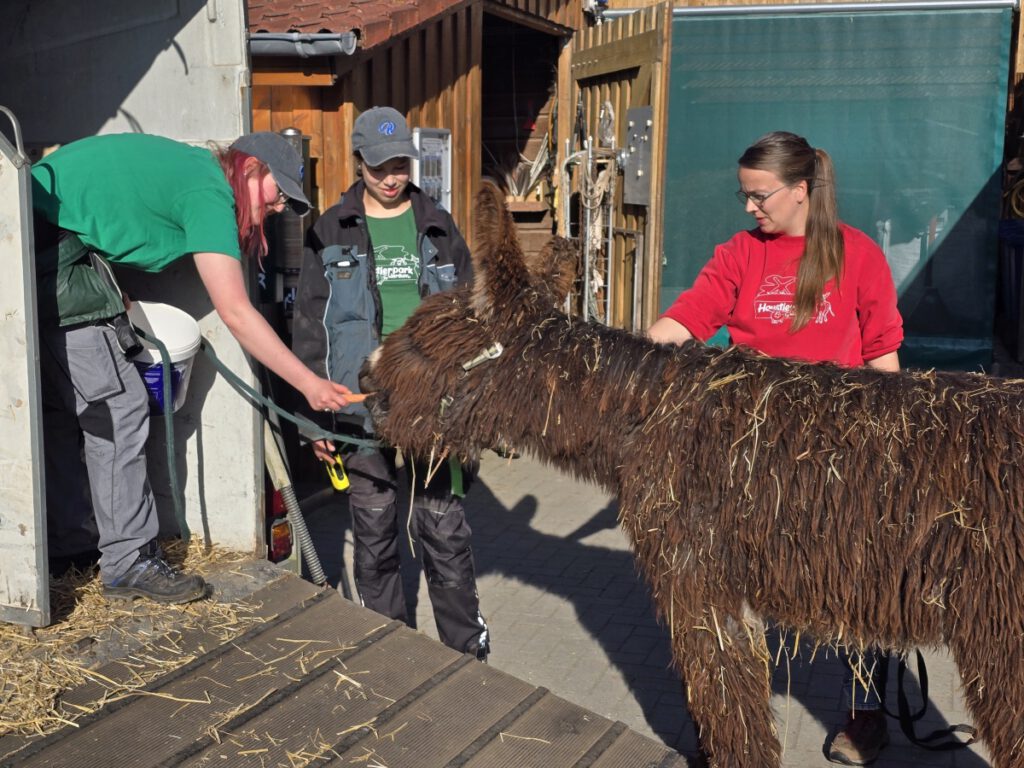 "Otto" musste mit einer Möhre gelockt werden. Aber nach geduldigem Zureden folgte er Kena Kleen auf den Anhänger. Viola Specht und Stefanie Runge unterstützen ihn dabei
