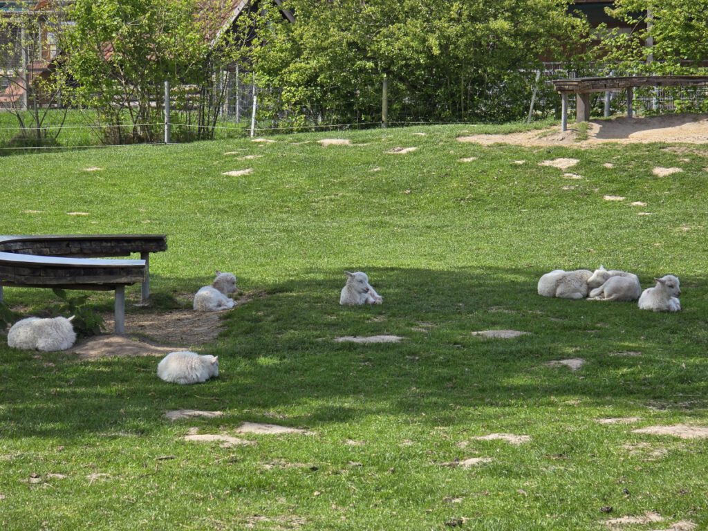 Pause im Schatten. Die kleinen Skudden und Milchschafe ruhen sich zwischendurch einmal aus