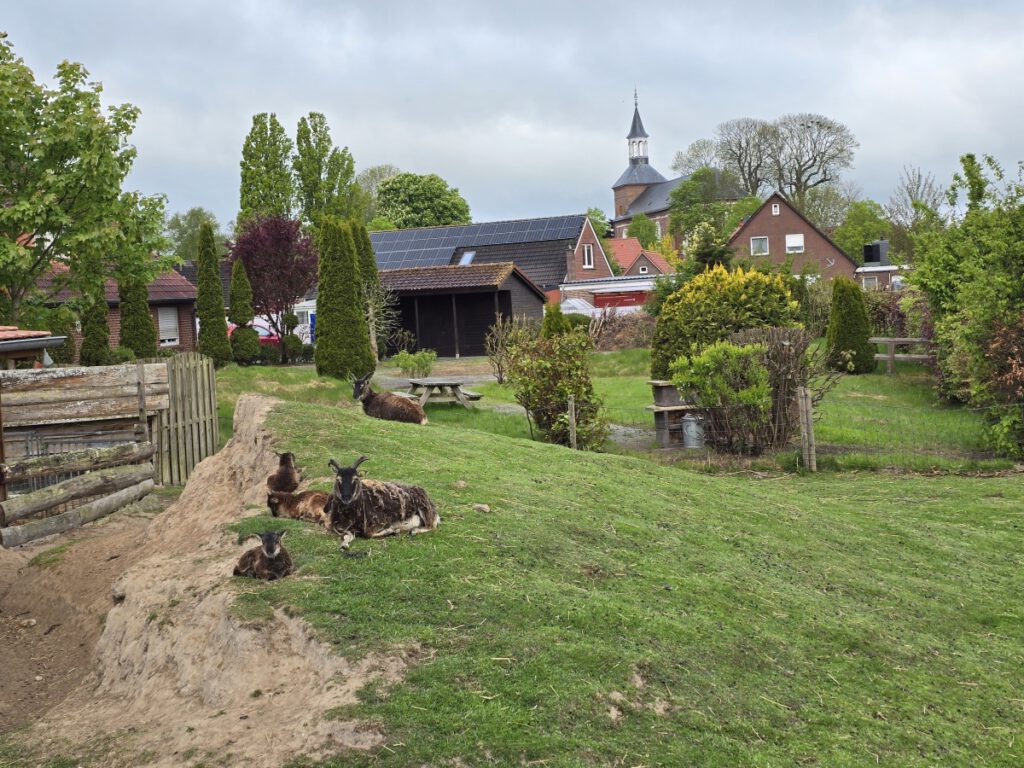 den besten Platz haben die Soay-Schafe. Oben auf dem Hügel hat man die beste Aussicht