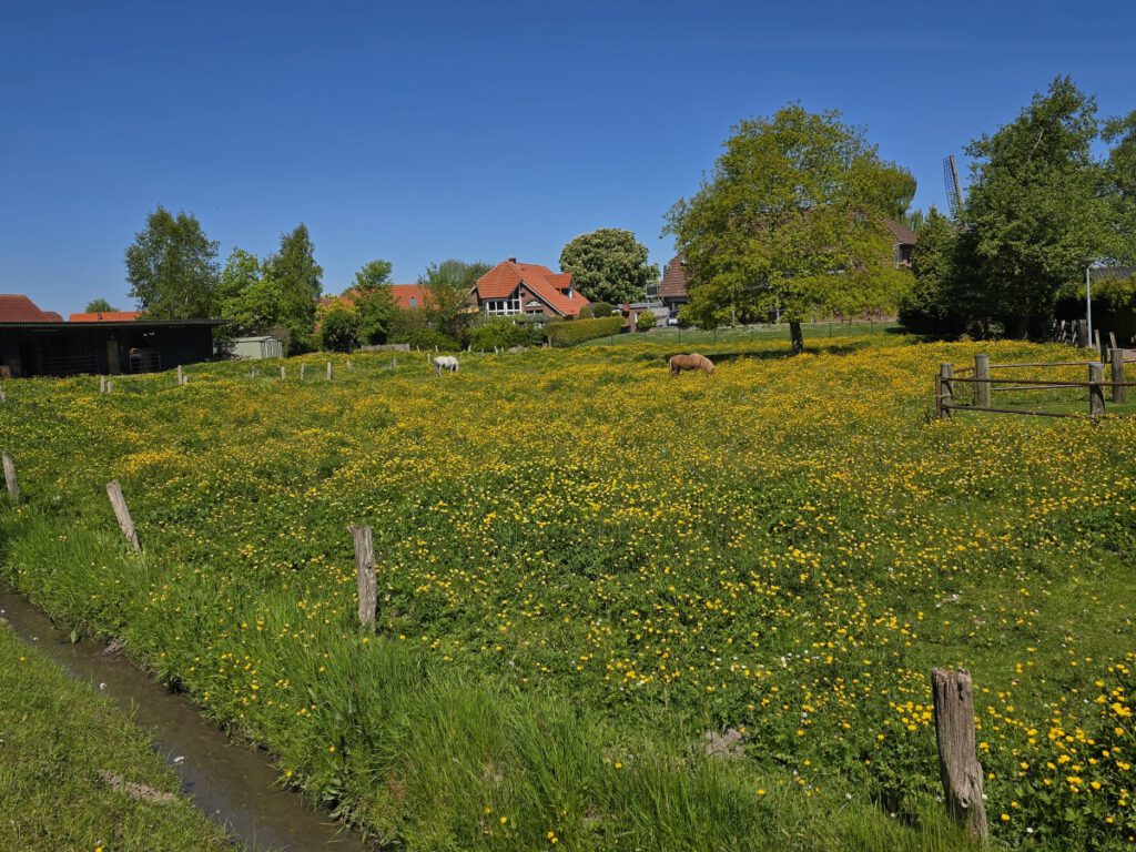 immer ein schönes Motiv. Blick auf Strudthoff`s Ponyweide in mItten vieler Butterblumen