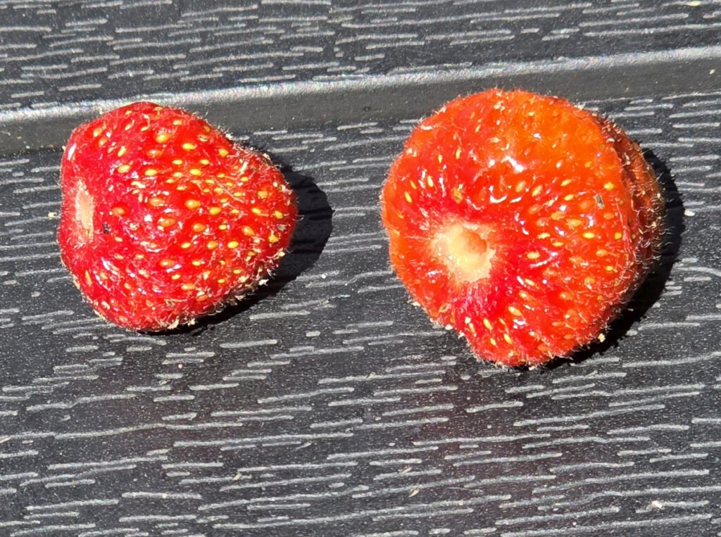 die ersten Erdbeeren aus dem eigenen Garten schmecken besonders süß