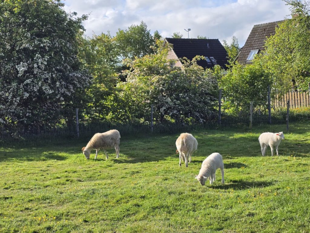 Die Heidschnucken laben sich jetzt am frischen auf einer anderen Weide
