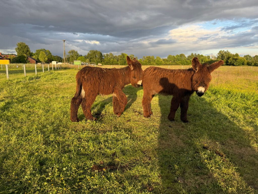 "Otto" mit "Olympia" noch in Rehburg-Loccum auf der Weide